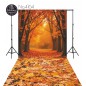 Hintergründe Herbstthema Herbst 4164