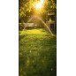 Tło Fotograficzne lato sad trawa 4251