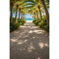 Hintergründe Sommer Strand Palmen 4255 Hintergründe Sommer Strand Palmen 4255